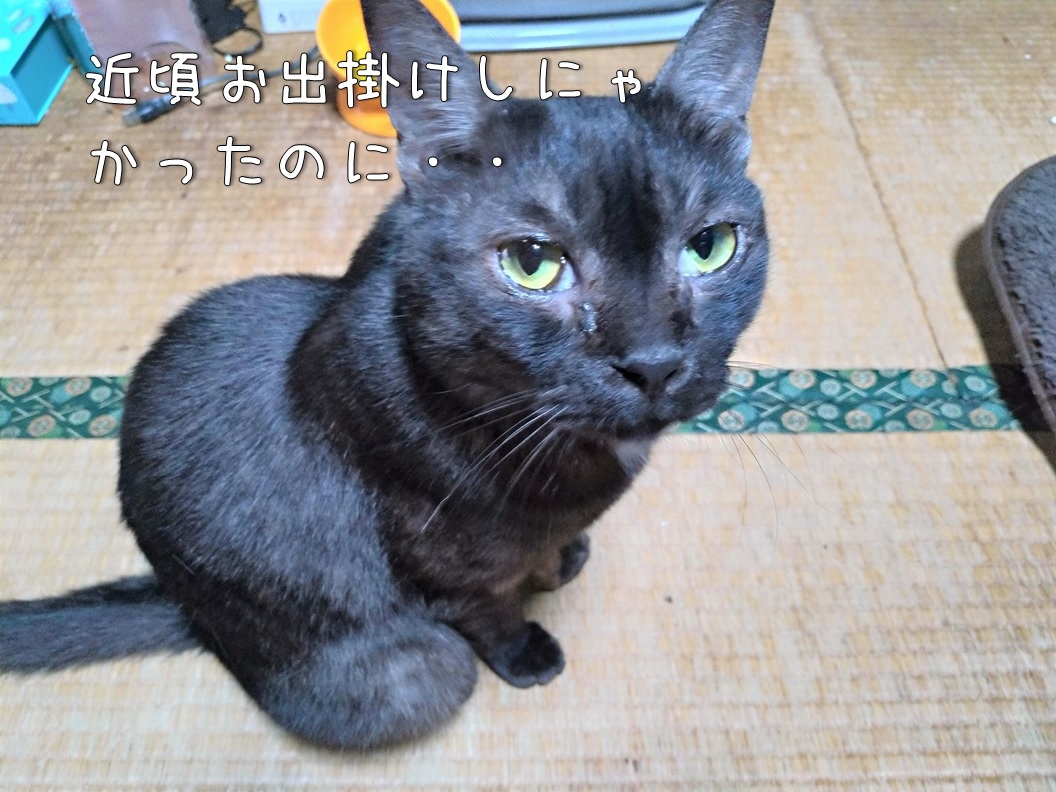 f:id:Harufuku:20200130162020j:plain