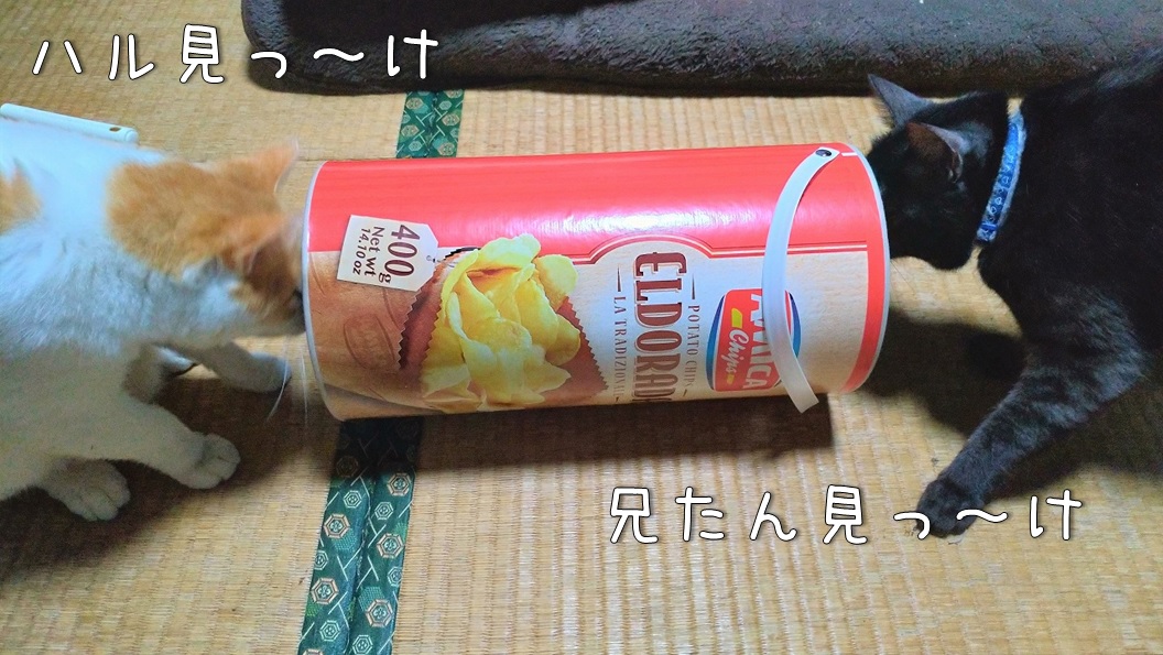 f:id:Harufuku:20200130162125j:plain