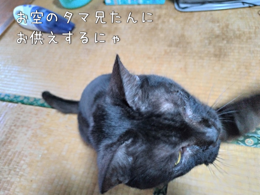 f:id:Harufuku:20200130162309j:plain