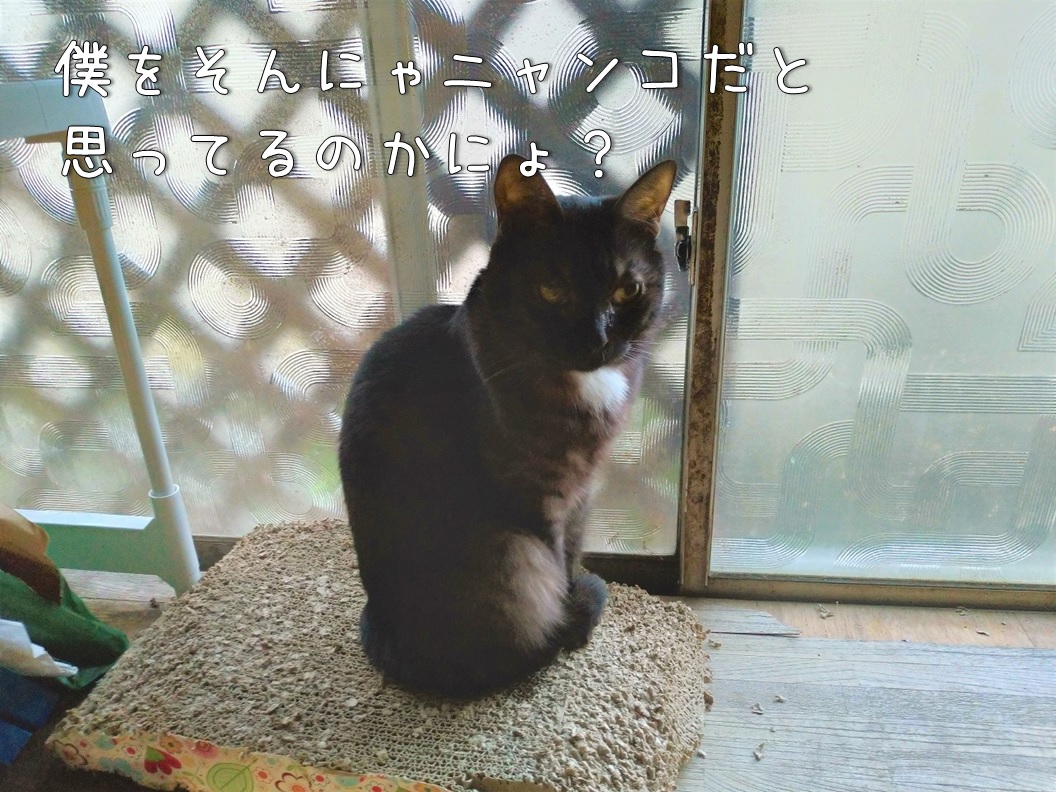 f:id:Harufuku:20200130162401j:plain