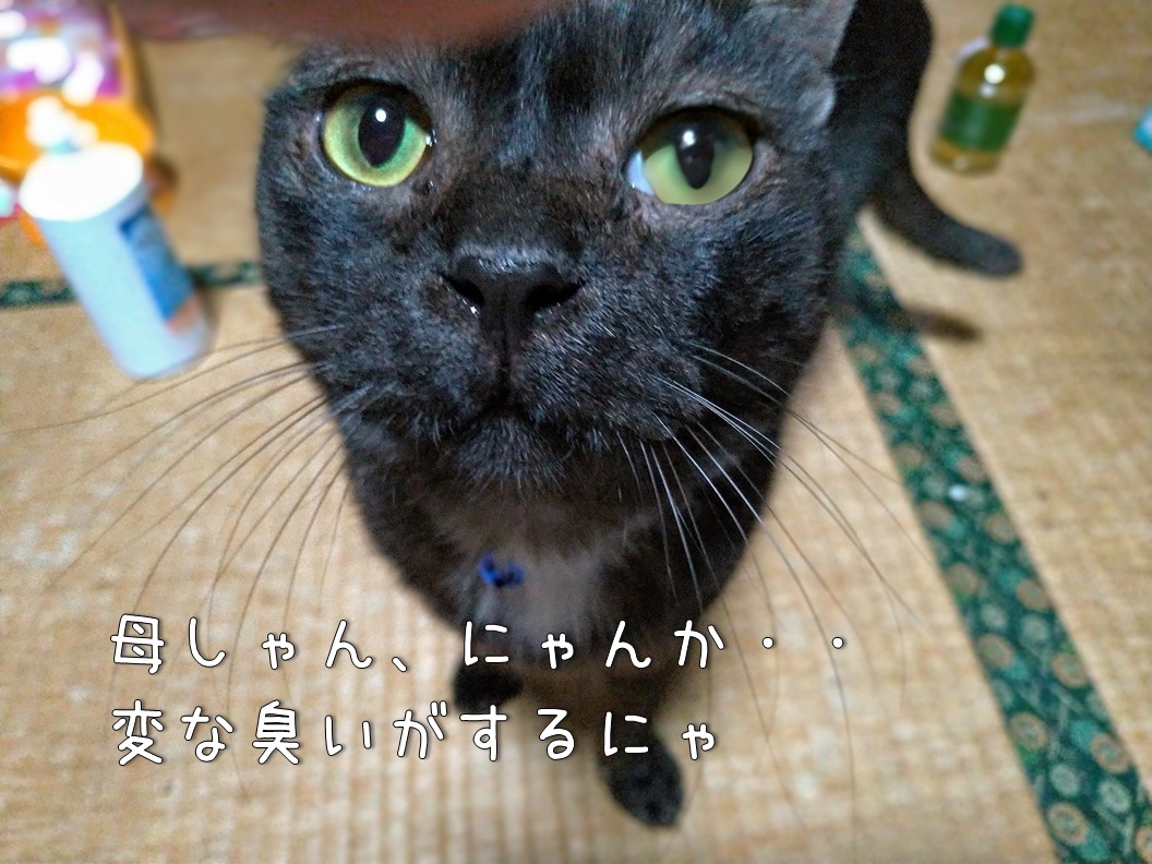 f:id:Harufuku:20200201214245j:plain