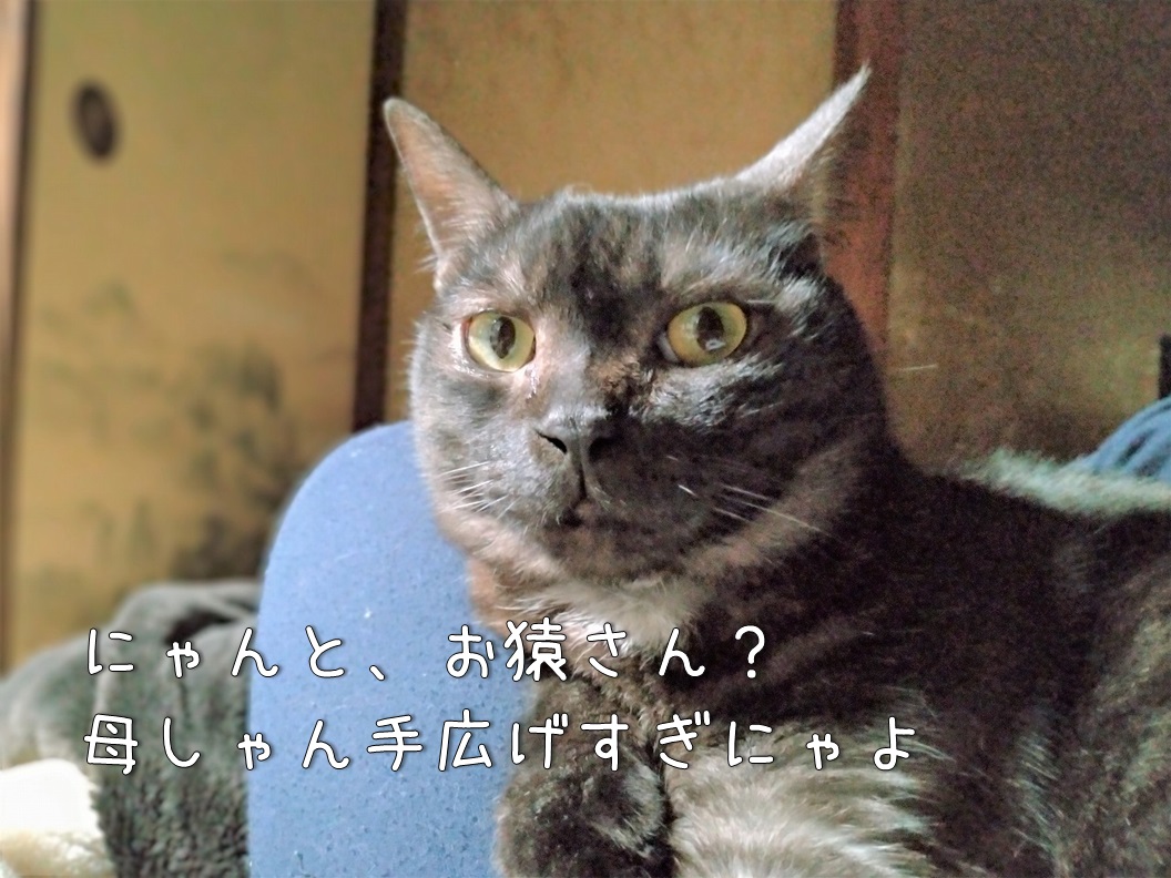 f:id:Harufuku:20200201214345j:plain