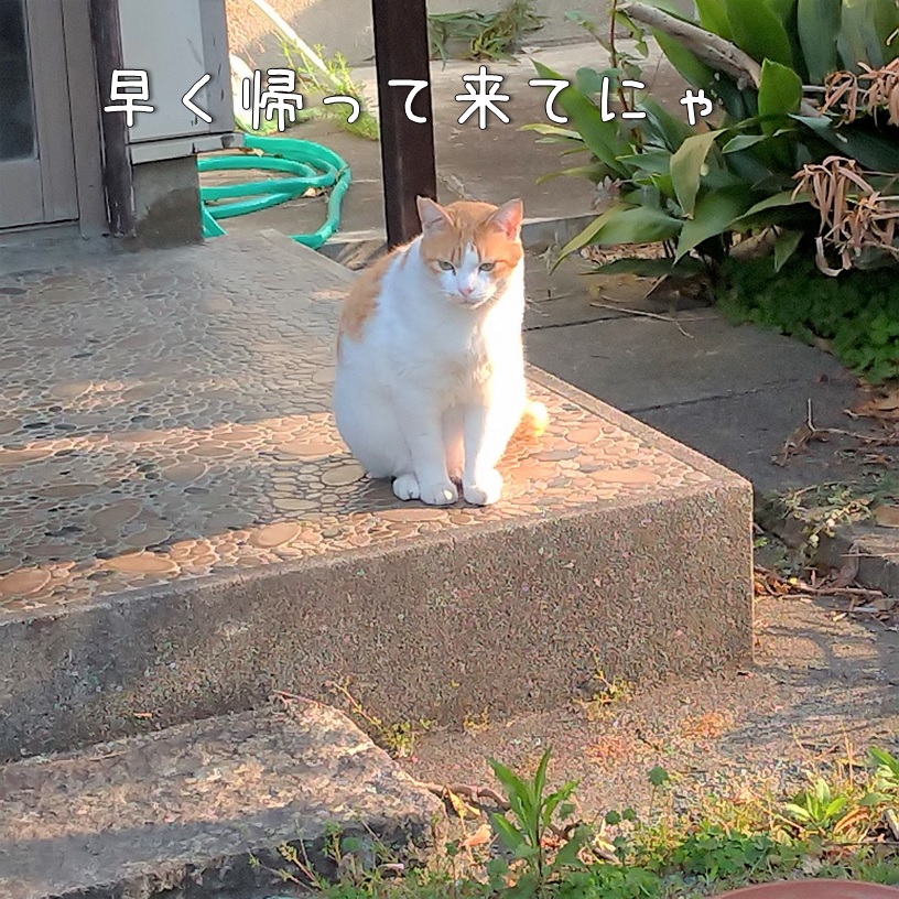 f:id:Harufuku:20200221110243j:plain