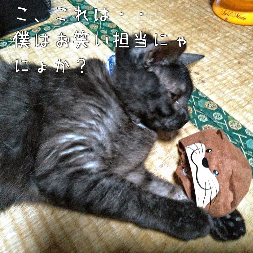f:id:Harufuku:20200221110407j:plain