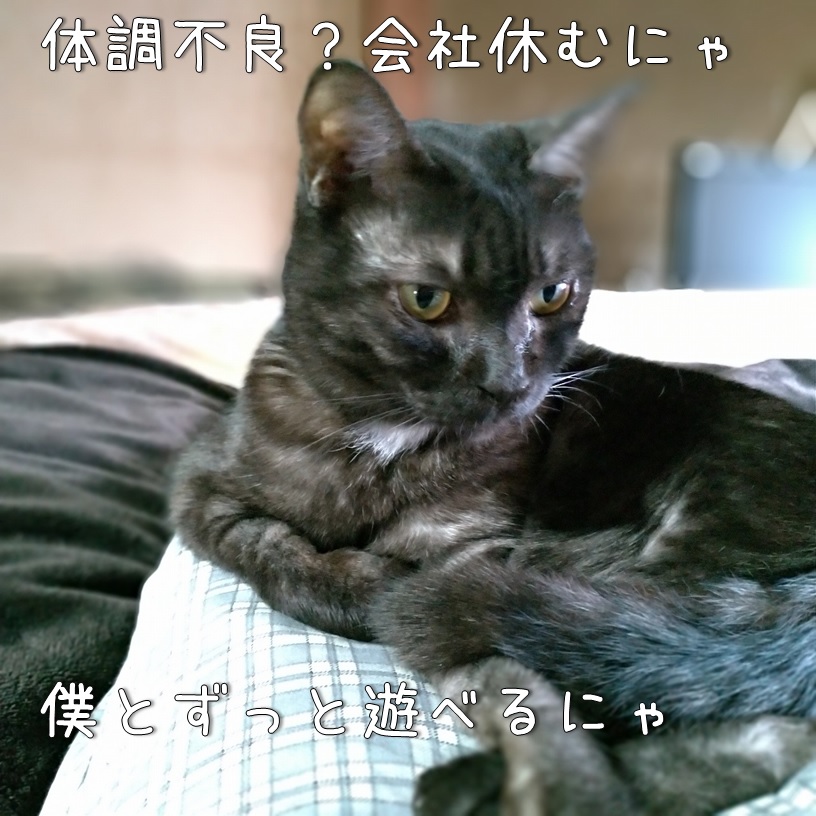 f:id:Harufuku:20200221111204j:plain