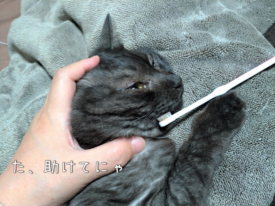 f:id:Harufuku:20200326114616j:plain