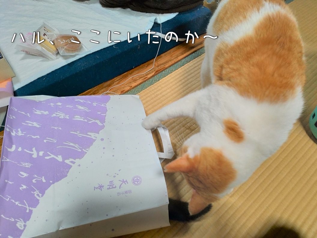 f:id:Harufuku:20200430151435j:plain