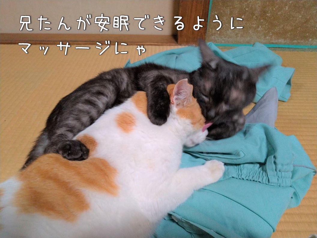 f:id:Harufuku:20200513134758j:plain