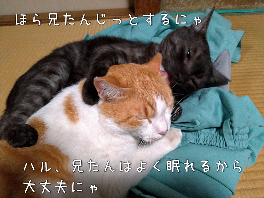 f:id:Harufuku:20200513134829j:plain
