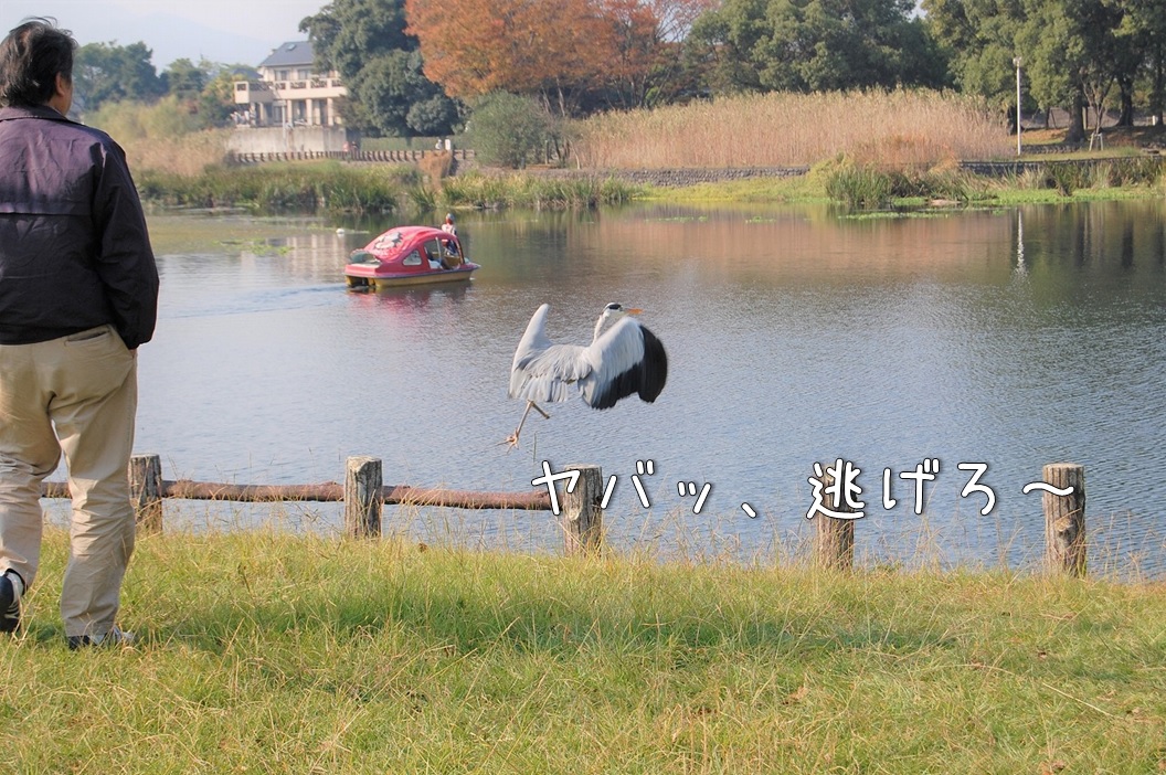 f:id:Harufuku:20200525162709j:plain