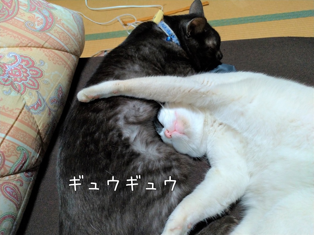 f:id:Harufuku:20200525163359j:plain