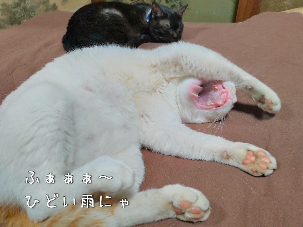 f:id:Harufuku:20200611111510j:plain