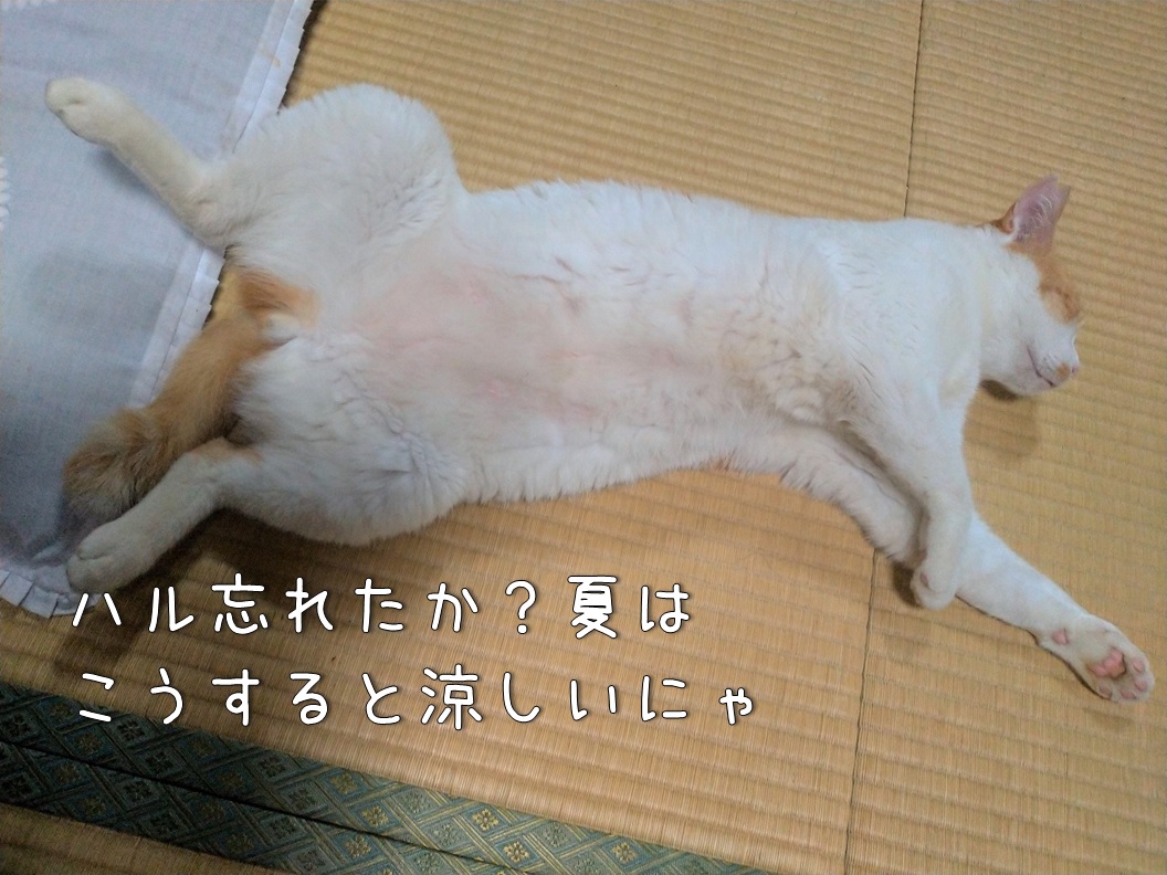 f:id:Harufuku:20200619113529j:plain