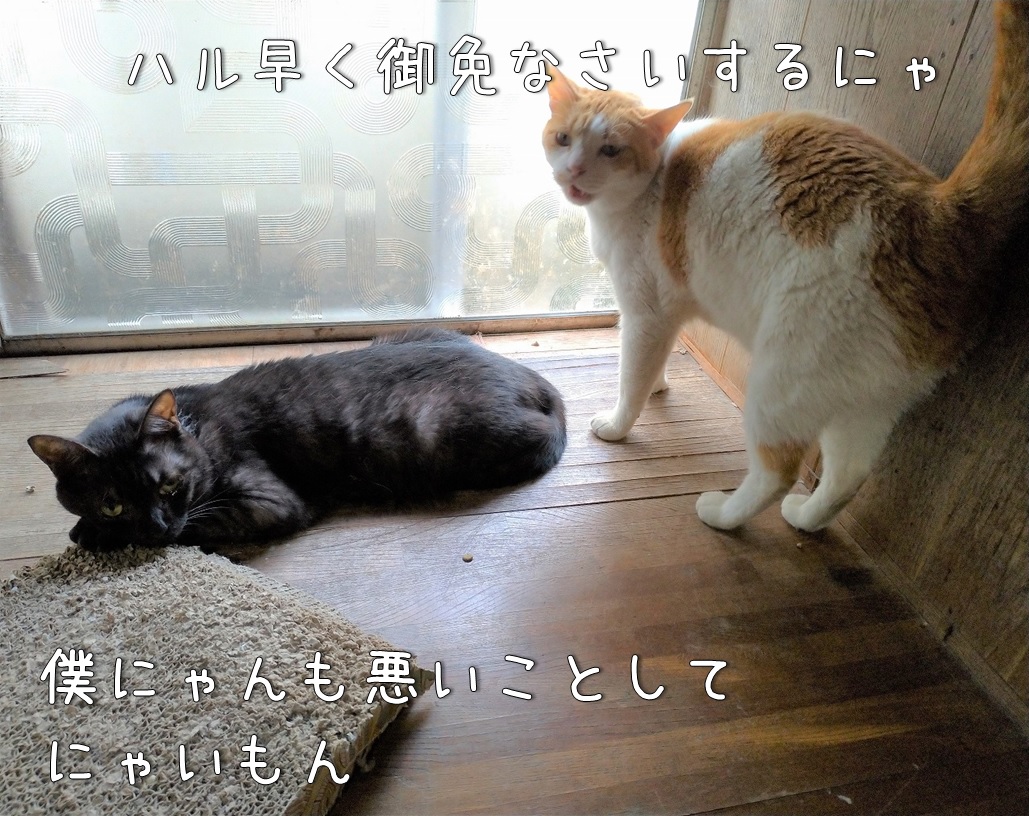 f:id:Harufuku:20200710111523j:plain
