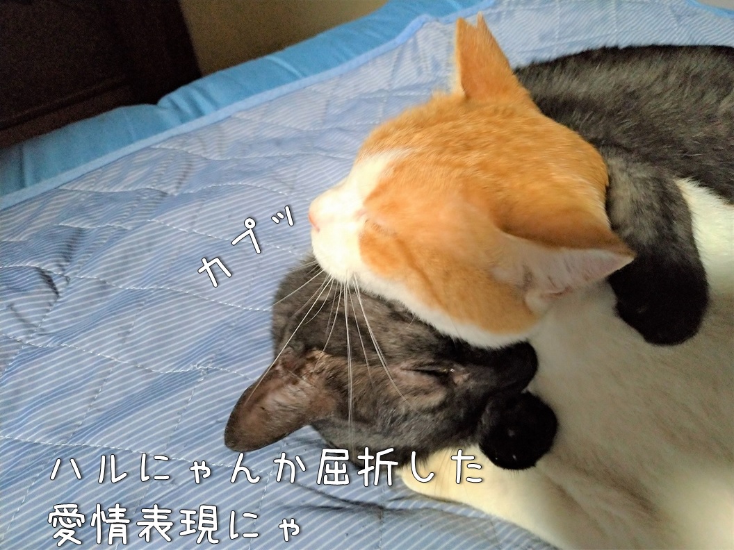 f:id:Harufuku:20200716094654j:plain