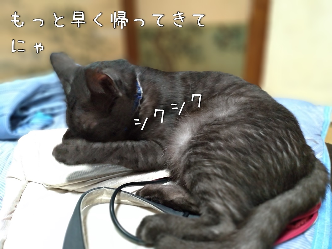 f:id:Harufuku:20200721100255j:plain