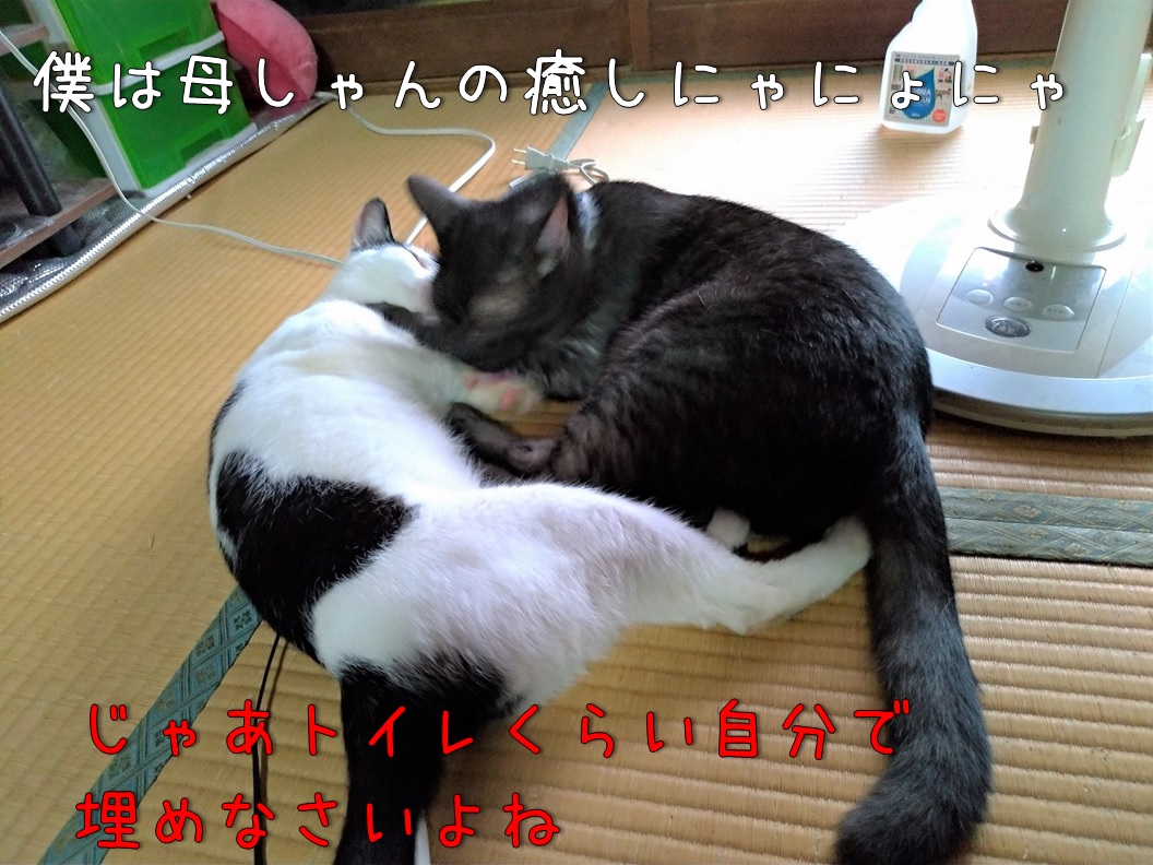 f:id:Harufuku:20200831171513j:plain