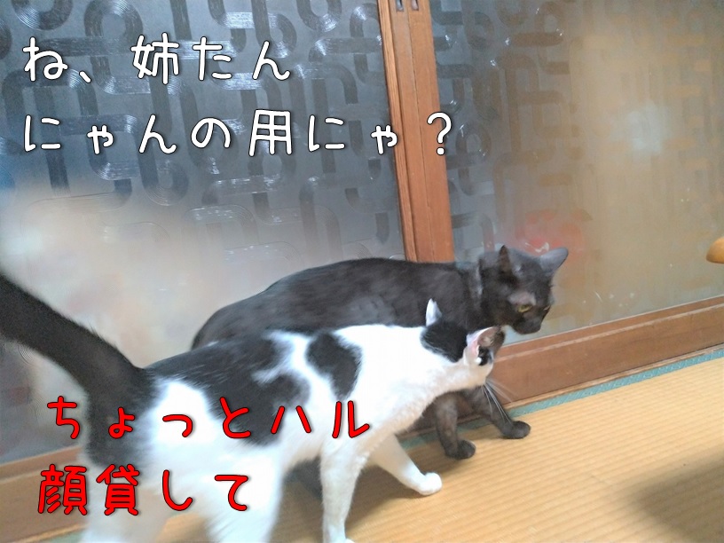 f:id:Harufuku:20200914105737j:plain f:id:Harufuku:20200914105737j:plain