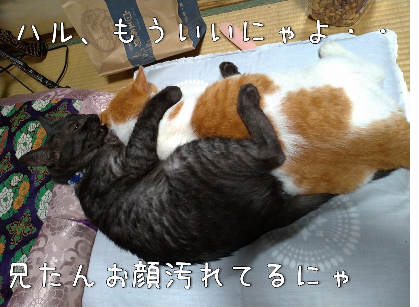 f:id:Harufuku:20200917111947j:plain f:id:Harufuku:20200917111947j:plain