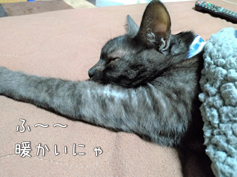 f:id:Harufuku:20200925112609j:plain