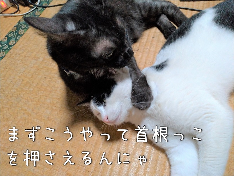 f:id:Harufuku:20200925160134j:plain
