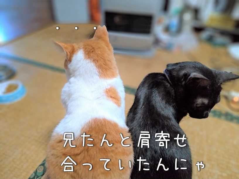 f:id:Harufuku:20201104113237j:plain