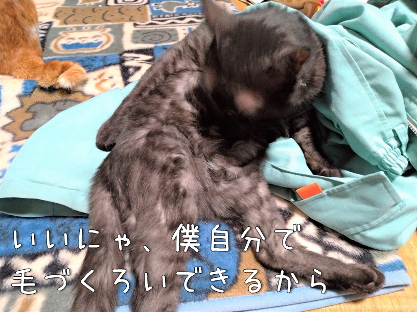 f:id:Harufuku:20201109140052j:plain