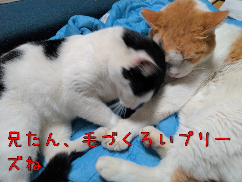 f:id:Harufuku:20201109140236j:plain