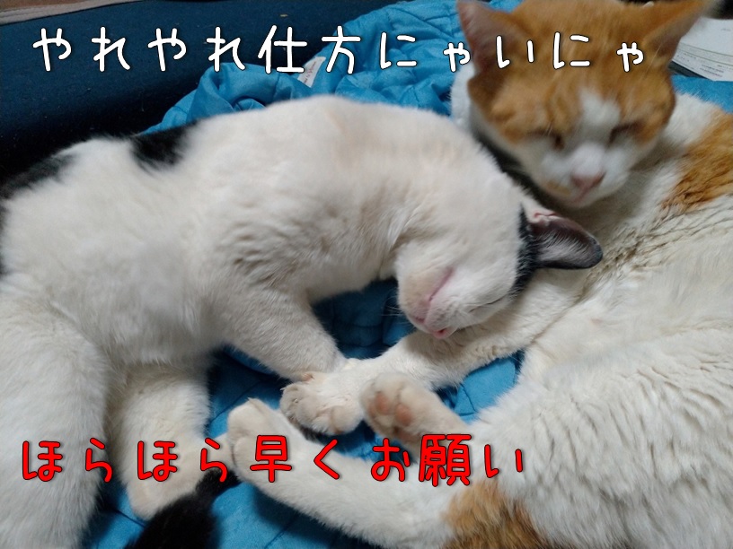 f:id:Harufuku:20201109140913j:plain