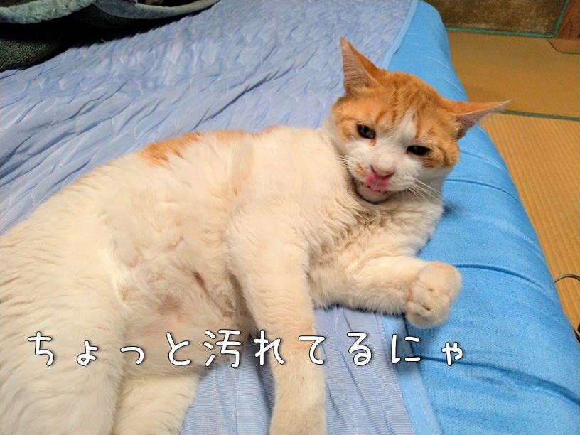 f:id:Harufuku:20201210161546j:plain