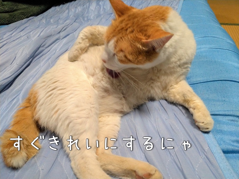 f:id:Harufuku:20201210161711j:plain