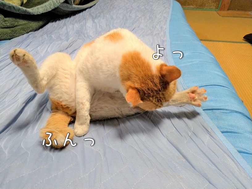 f:id:Harufuku:20201210161746j:plain