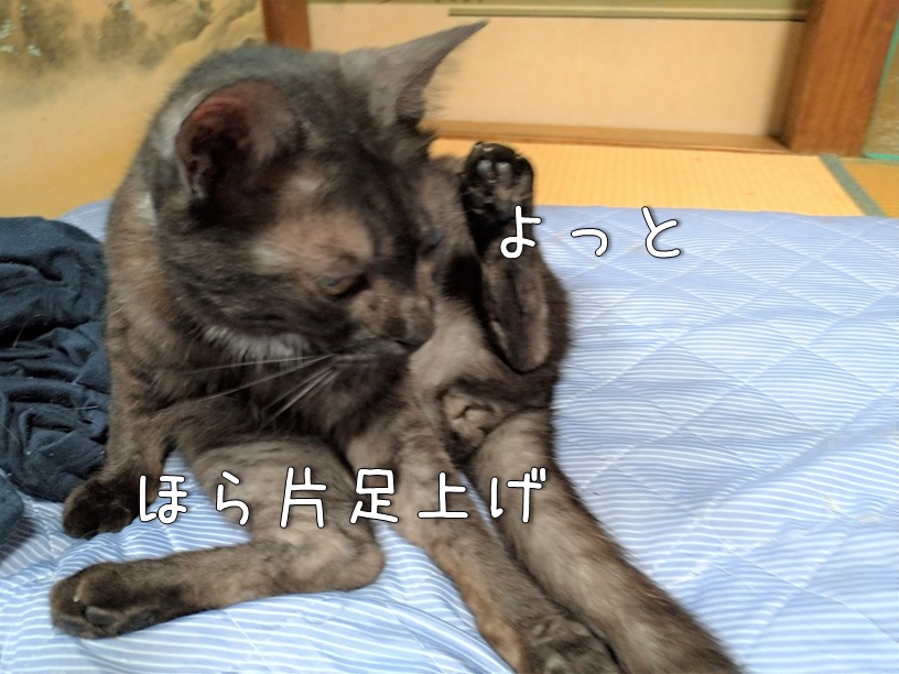 f:id:Harufuku:20201210161822j:plain