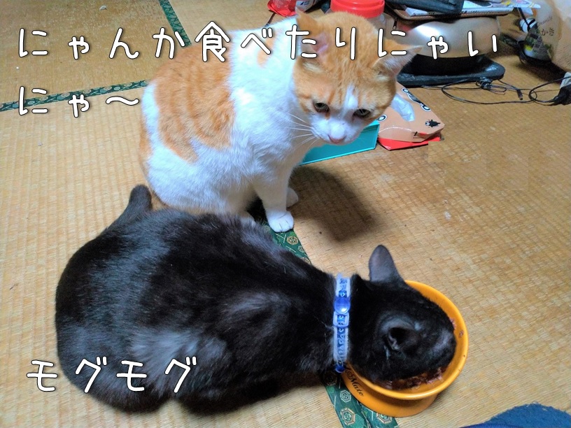 f:id:Harufuku:20201211122339j:plain
