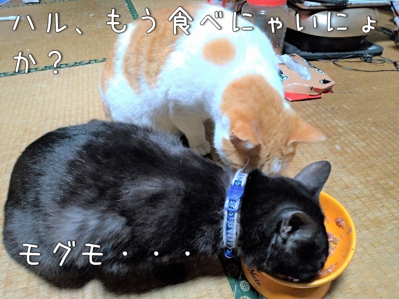 f:id:Harufuku:20201211122412j:plain