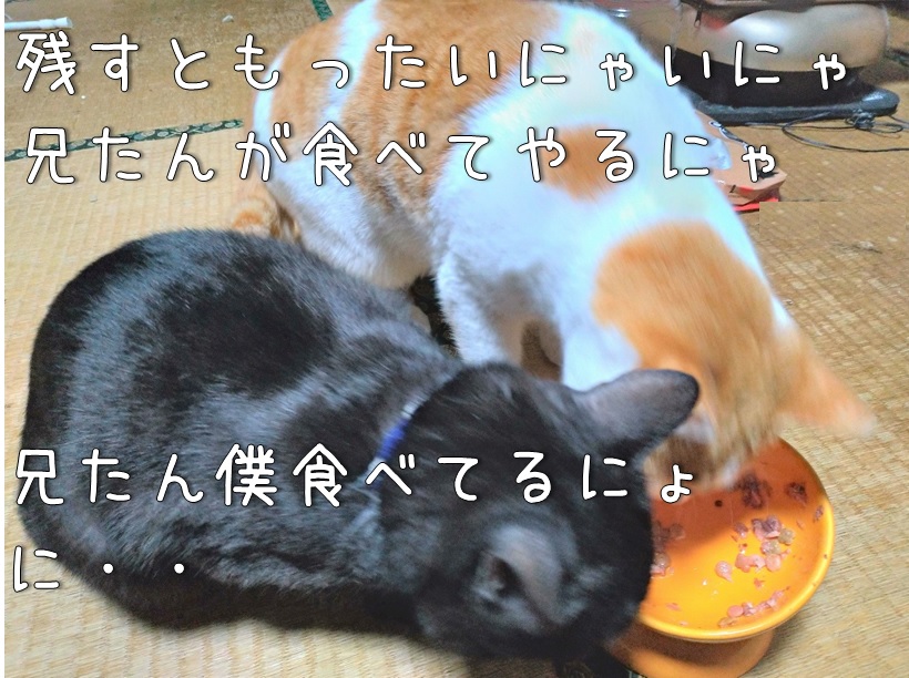 f:id:Harufuku:20201211122433j:plain