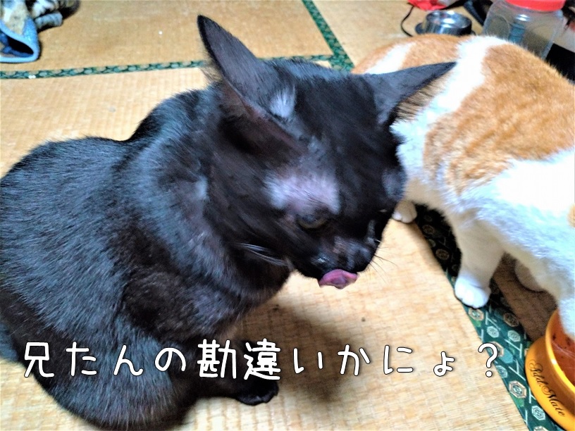 f:id:Harufuku:20201211122457j:plain