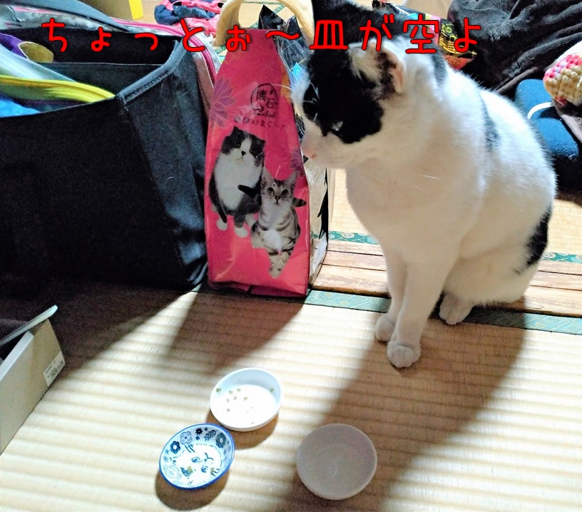 f:id:Harufuku:20210222154457j:plain