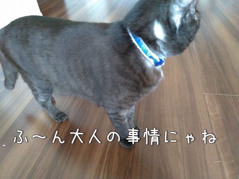 f:id:Harufuku:20210428164158j:plain