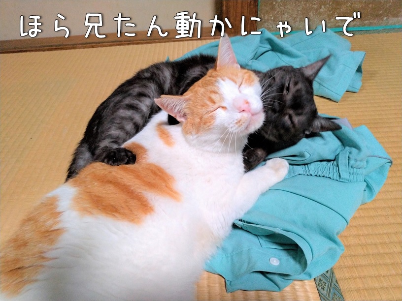 f:id:Harufuku:20210623163324j:plain