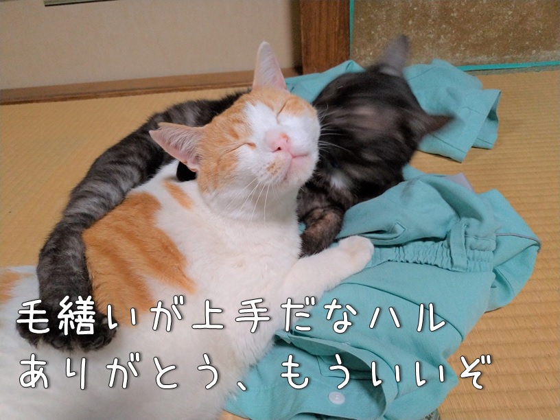 f:id:Harufuku:20210623163336j:plain