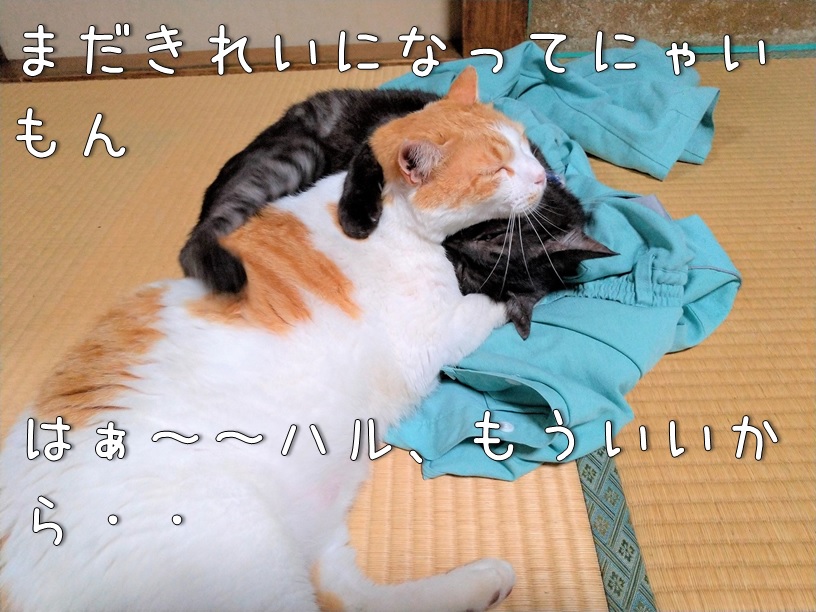 f:id:Harufuku:20210623163517j:plain