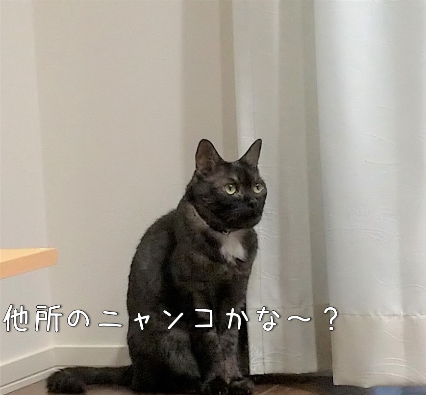 f:id:Harufuku:20210817160003j:plain