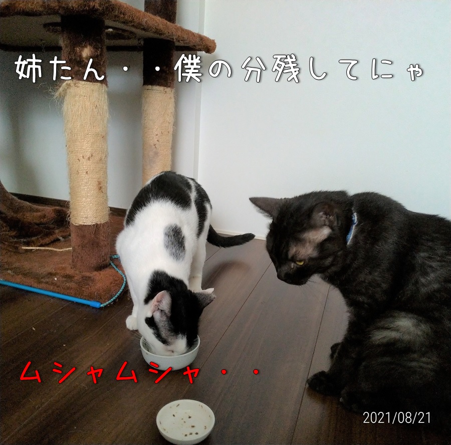 f:id:Harufuku:20210823150819j:plain