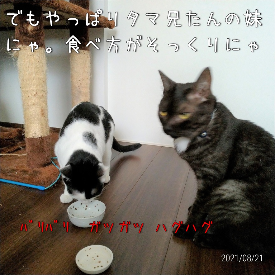 f:id:Harufuku:20210823150958j:plain