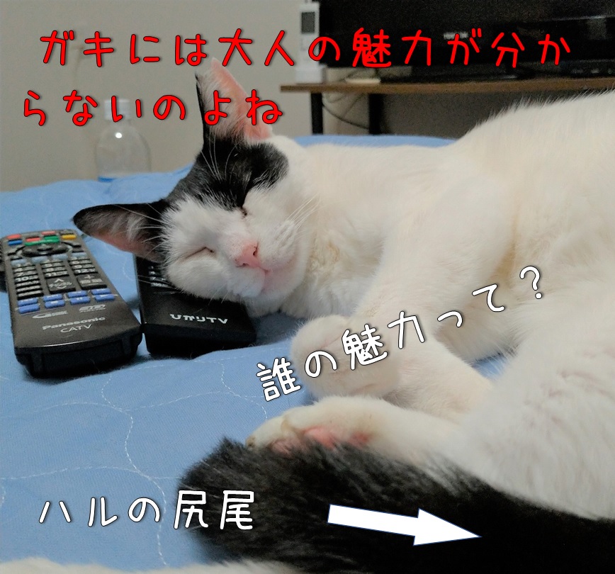 f:id:Harufuku:20210824154454j:plain
