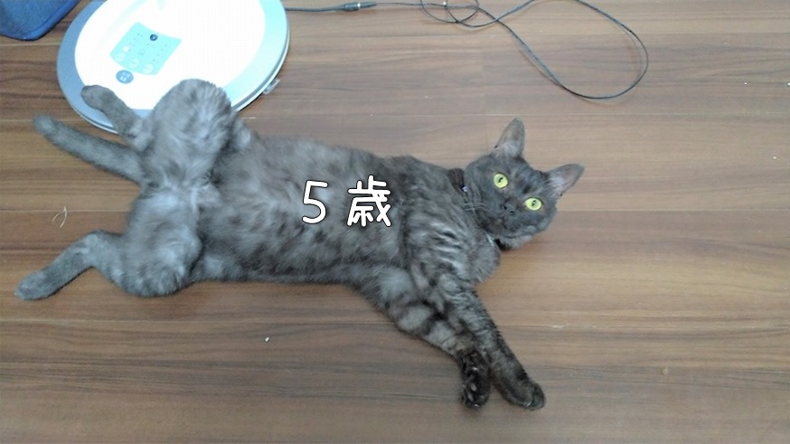 f:id:Harufuku:20210826172115j:plain