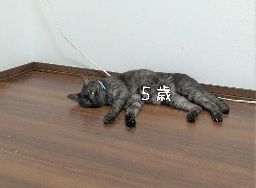 f:id:Harufuku:20210826173443j:plain