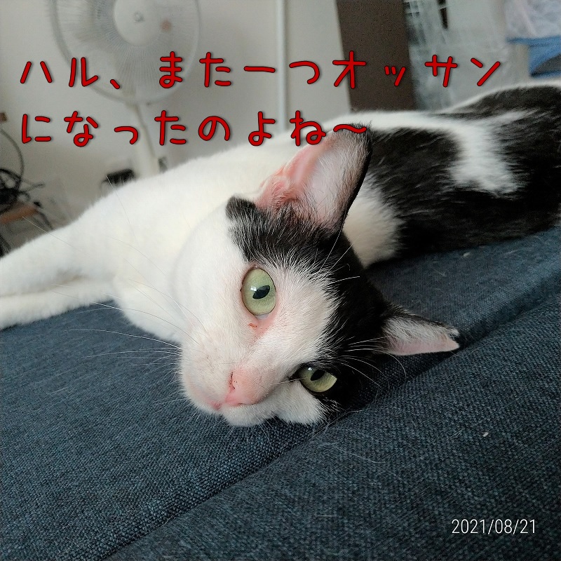 f:id:Harufuku:20210826173534j:plain