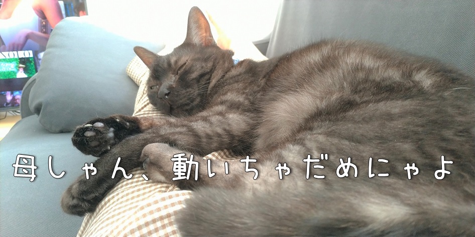 f:id:Harufuku:20211018162435j:plain